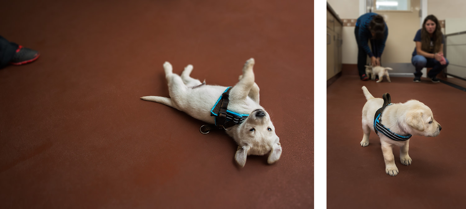 Guiding Eyes pup lays on his back with pretend harness.