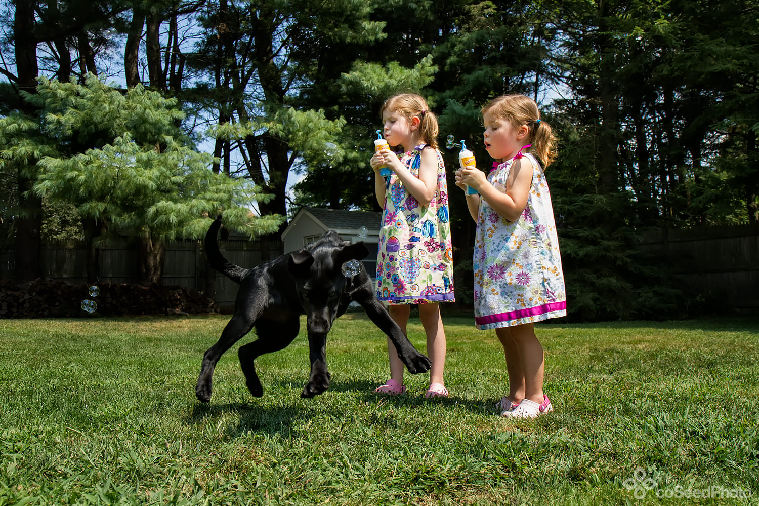 Elise and Lola blow bubbles while pup Wichita does some high flying aerobatics to catch bubbles in the foreground.