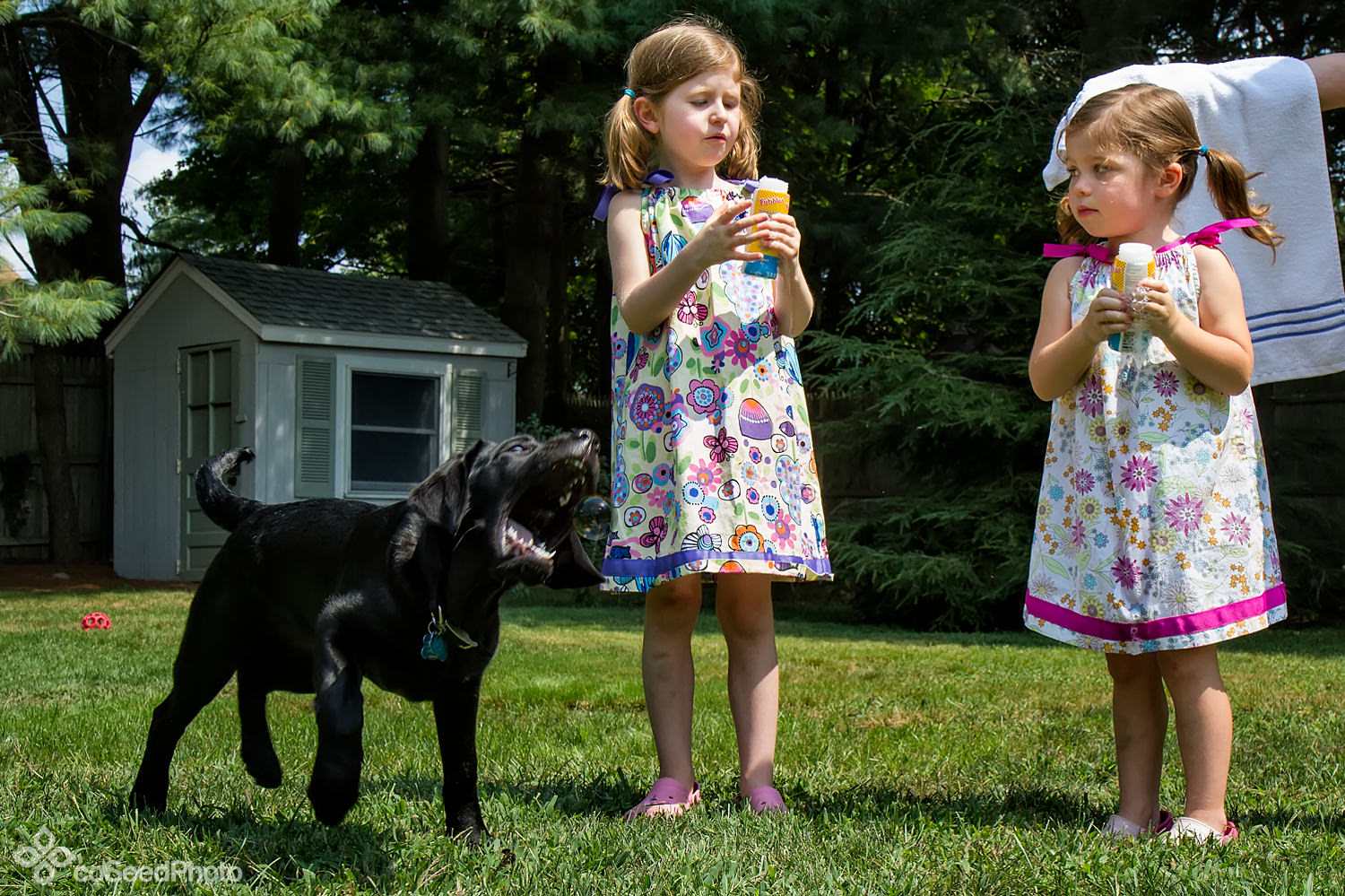 Pup Wichita chomps a bubble.