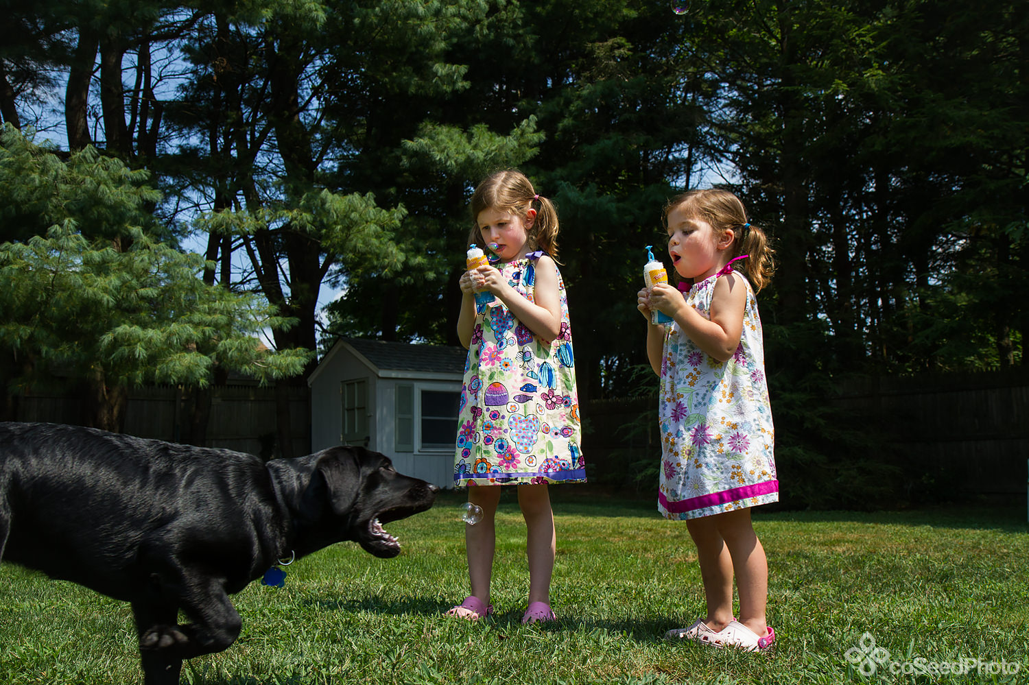 Pup Wichita goes after another bubble.