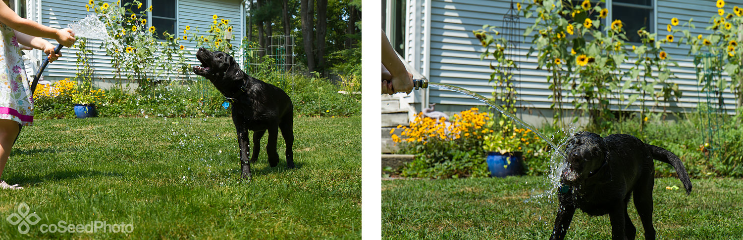 Pup Wichita drinks from the hose.