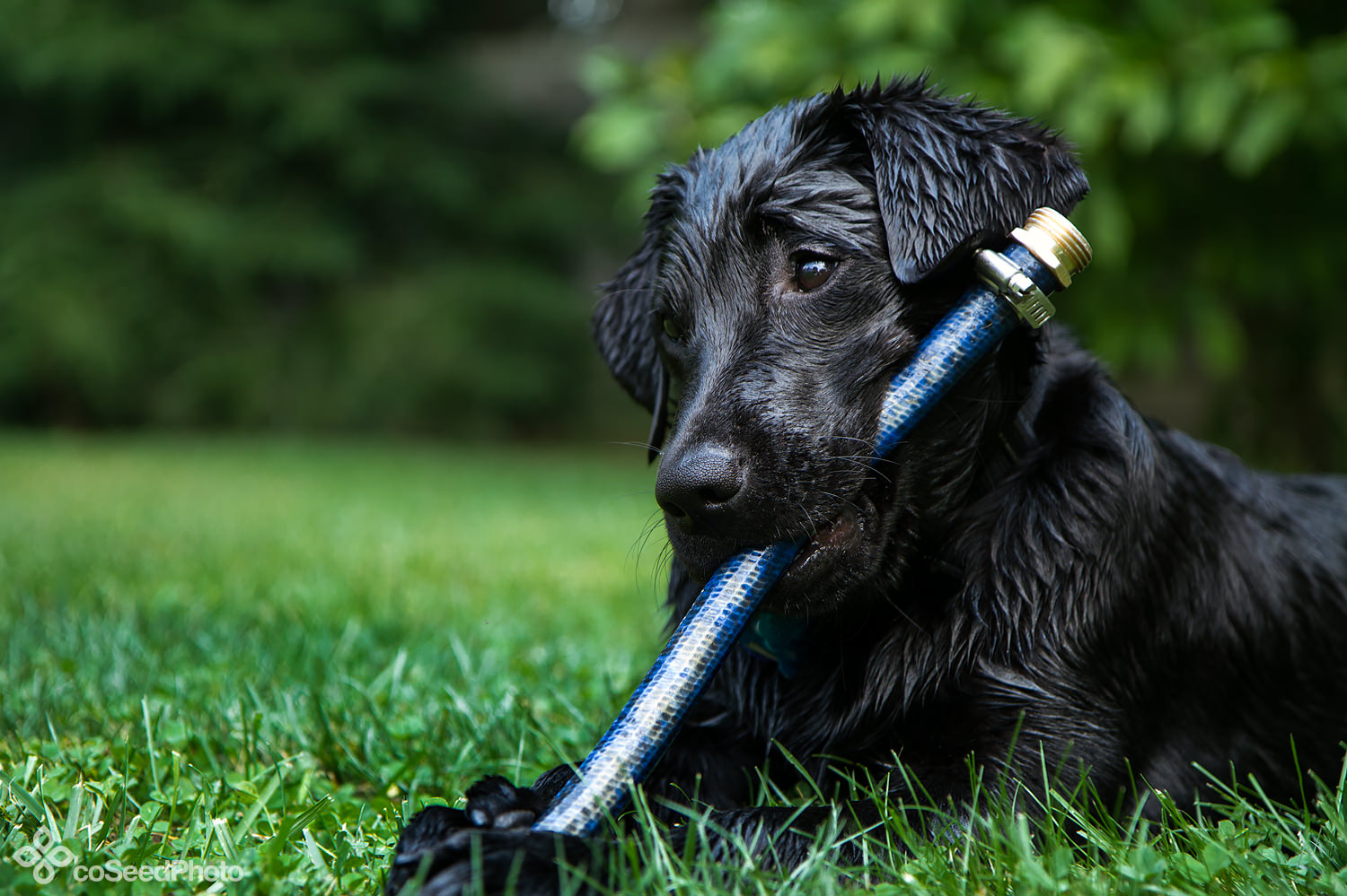 Pup Wichita has mouth and paws clenched on hose end.