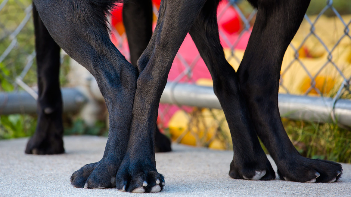 Guiding Eyes breeders hind quarters to hind quarters in breeding tie.