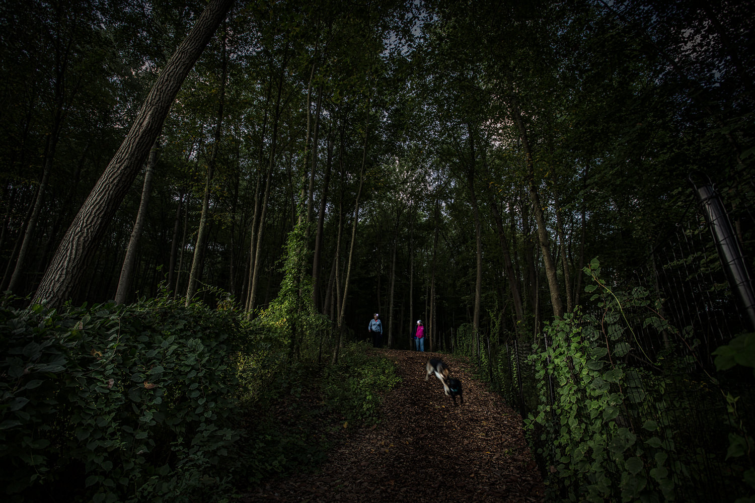 Guiding Eyes Regional Managers with headlamps walking dogs in wooded trails behind Canine Development Center.