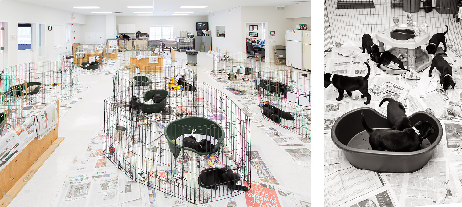 Guiding Eyes' "Big Room" with pups in x-pens.