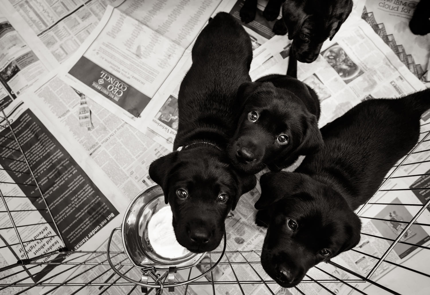 Three black lab pups looking up from inside their x-pen.