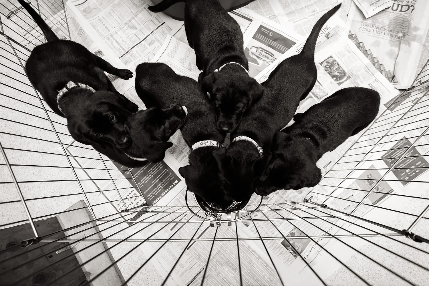 Six black lab puppies at a water bowl.