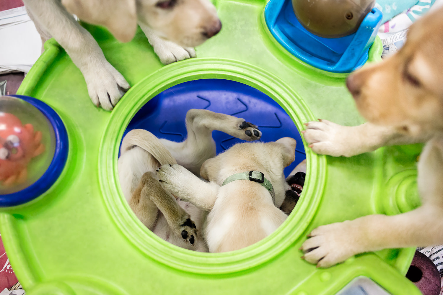 Four yellow lab puppies play in an infant activity toy.