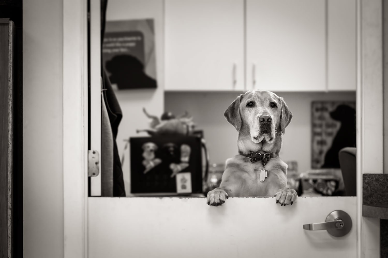 Large yellow lab standing up on split door.