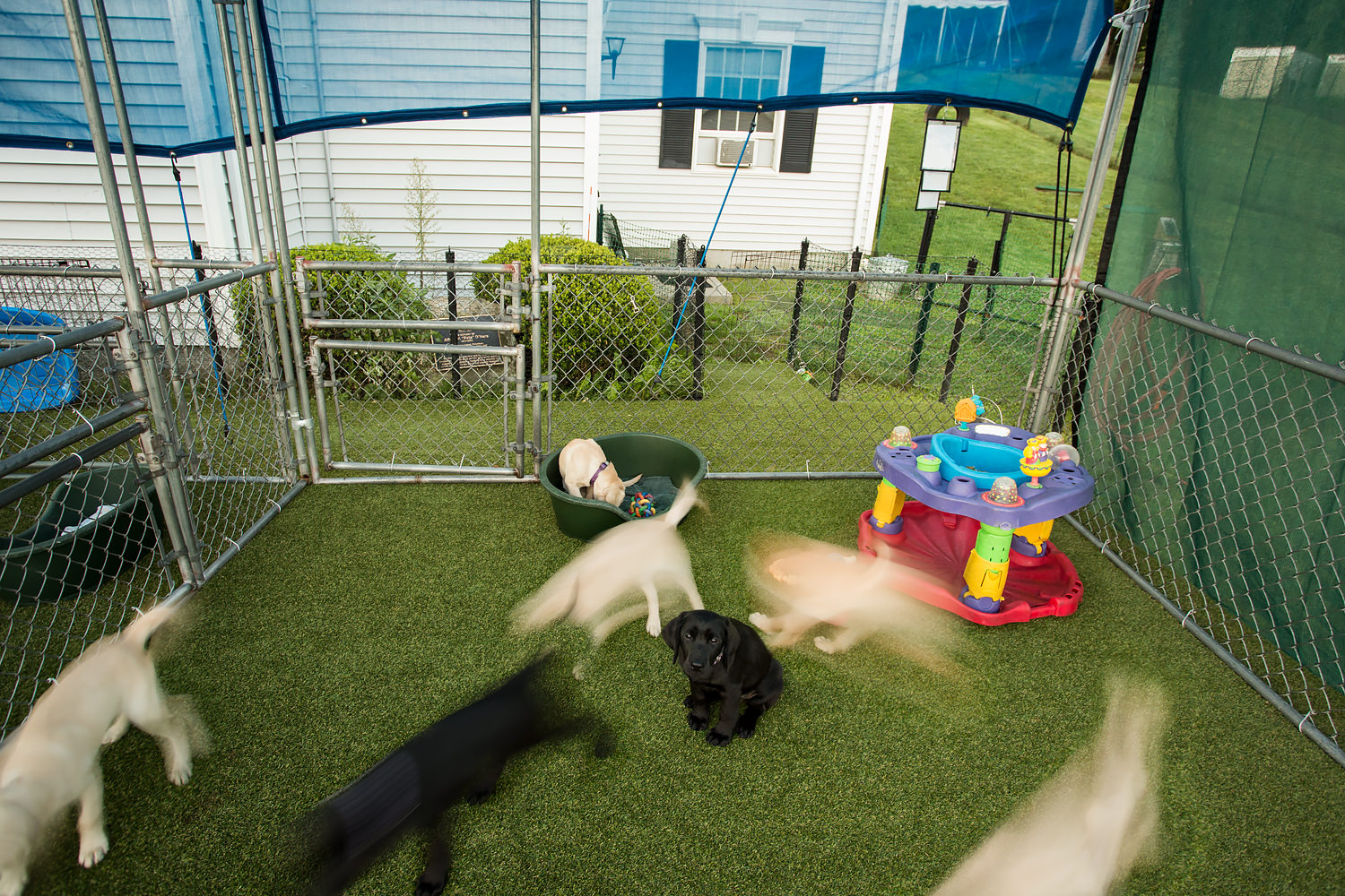 Guiding Eyes pups play in outdoor playpen.