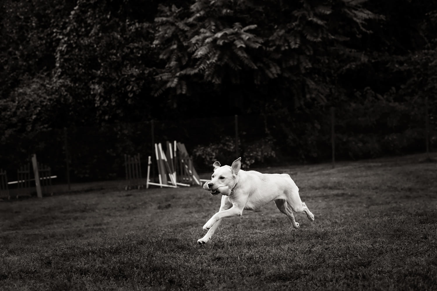 Guiding Eyes brood runs with toy in mouth.