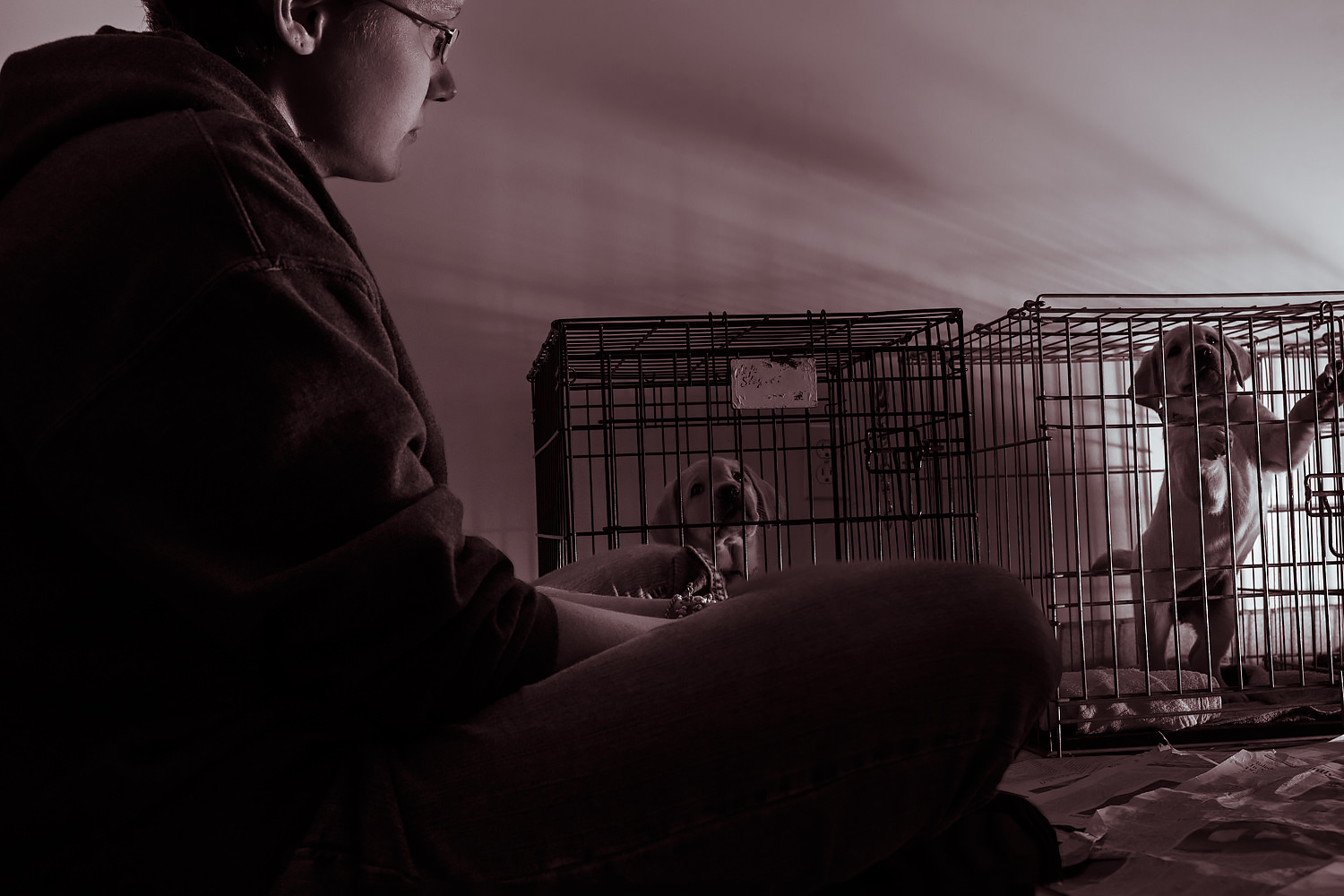 Guiding Eyes pups in crates with staff overlooking.