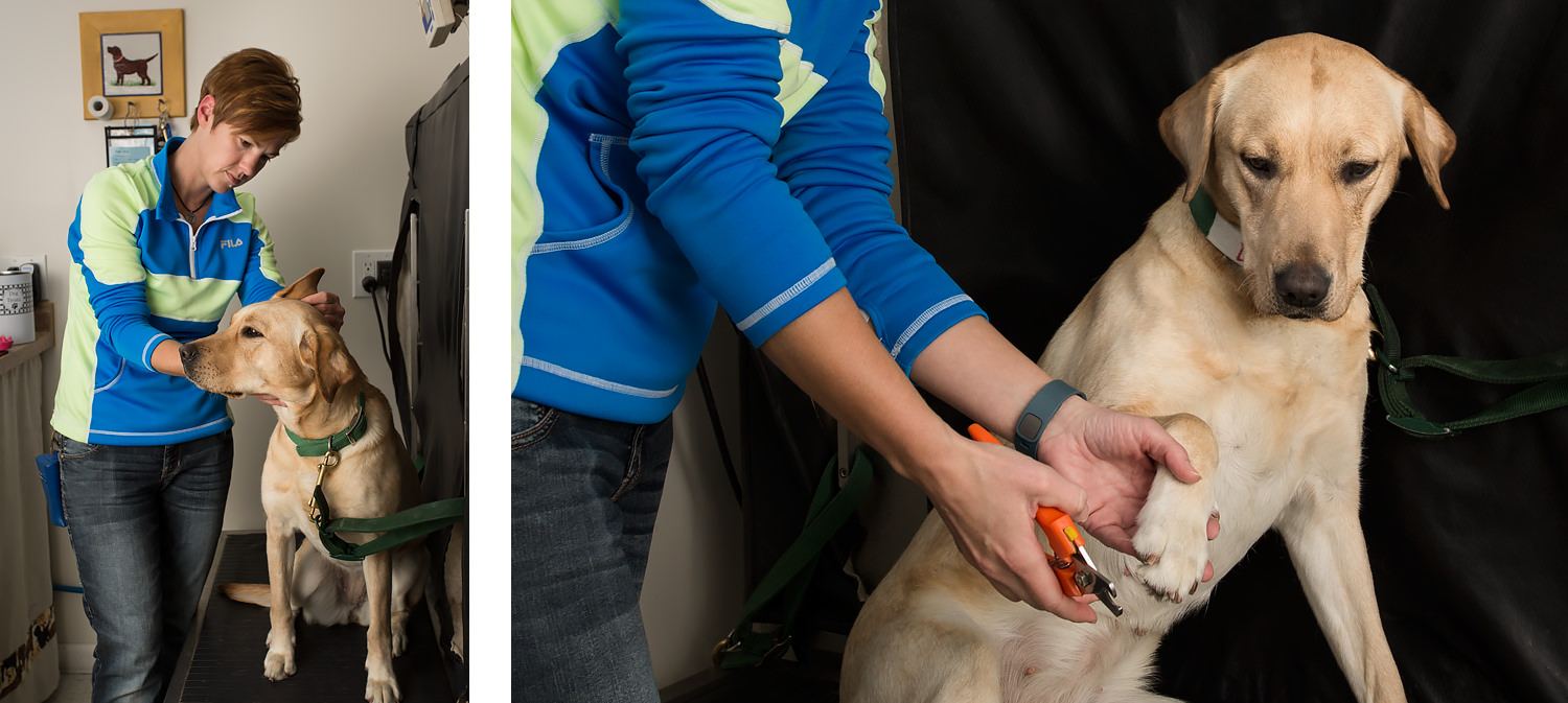 Guiding Eyes staff checks dogs ears and nails.