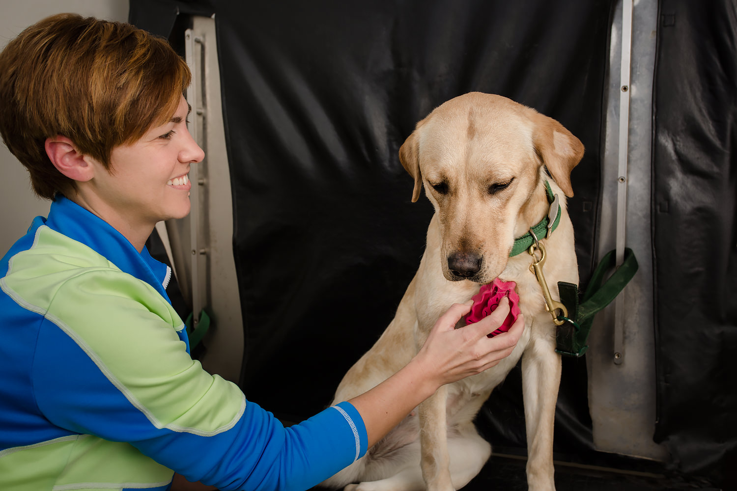 Guiding Eyes lab Doris gets groomed.