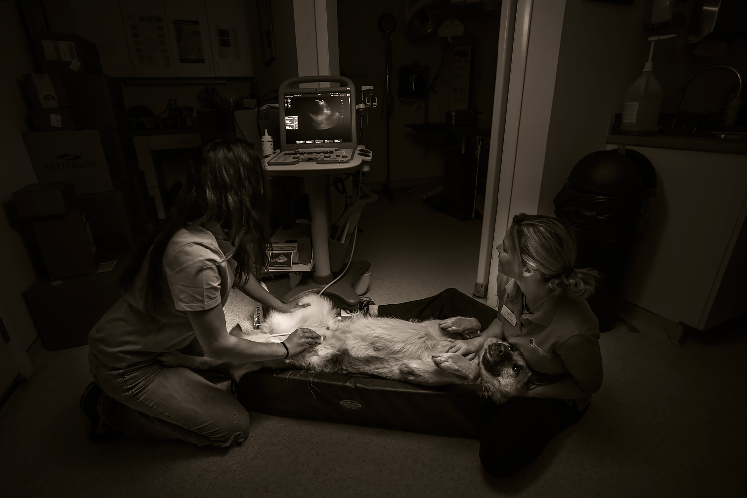 Guiding Eyes german shepherd brood getting an ultrasound.
