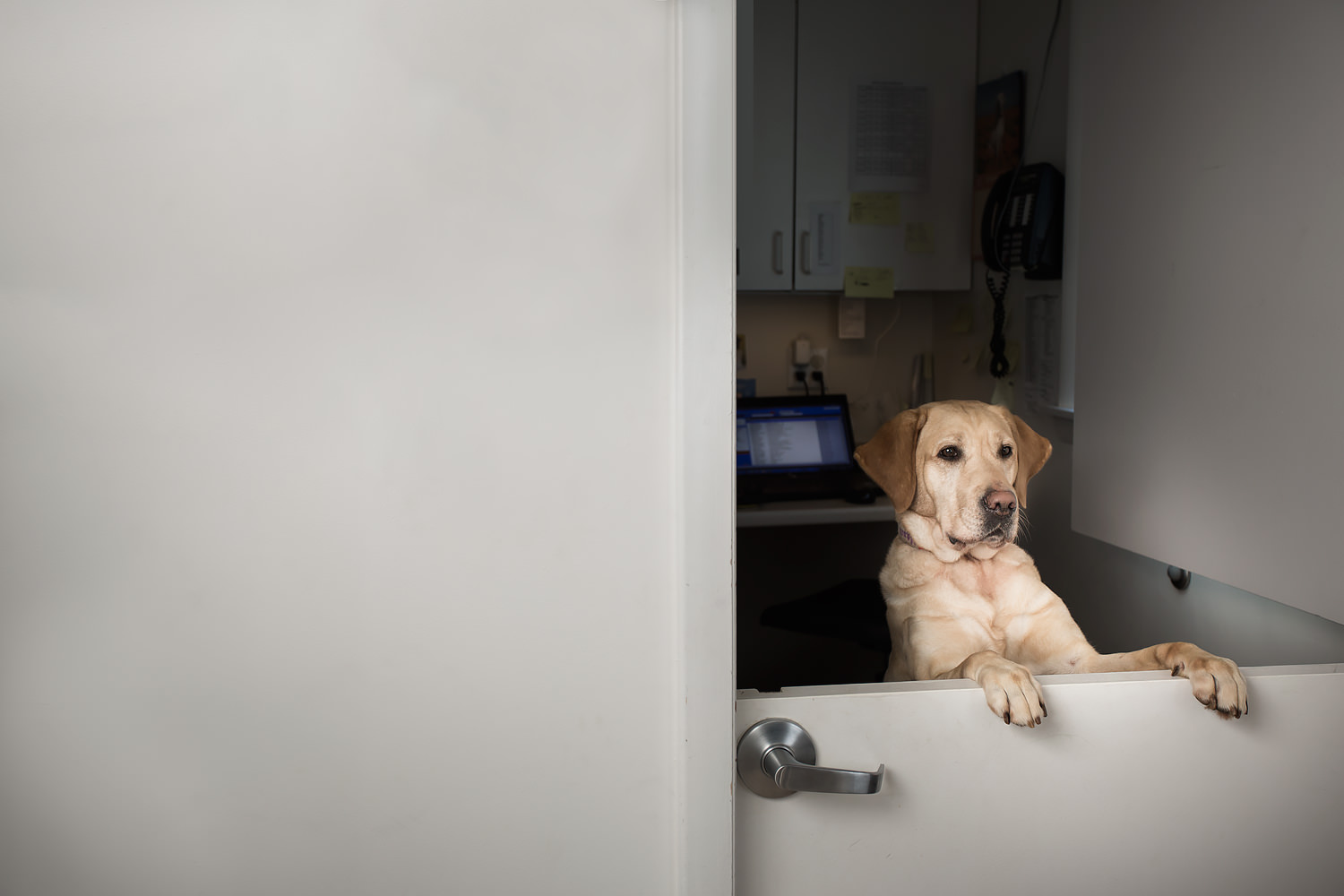 Guiding Eyes brood Maura standing up on door in office.