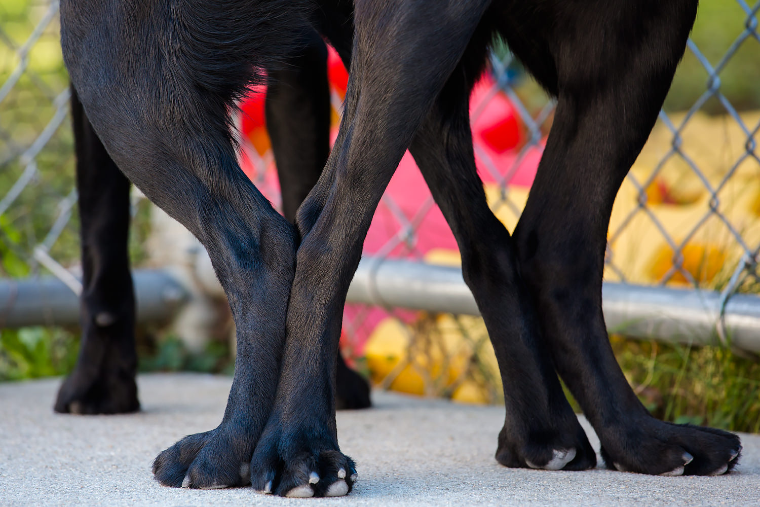 Guiding Eyes breeders hind quarters to hind quarters in breeding tie.