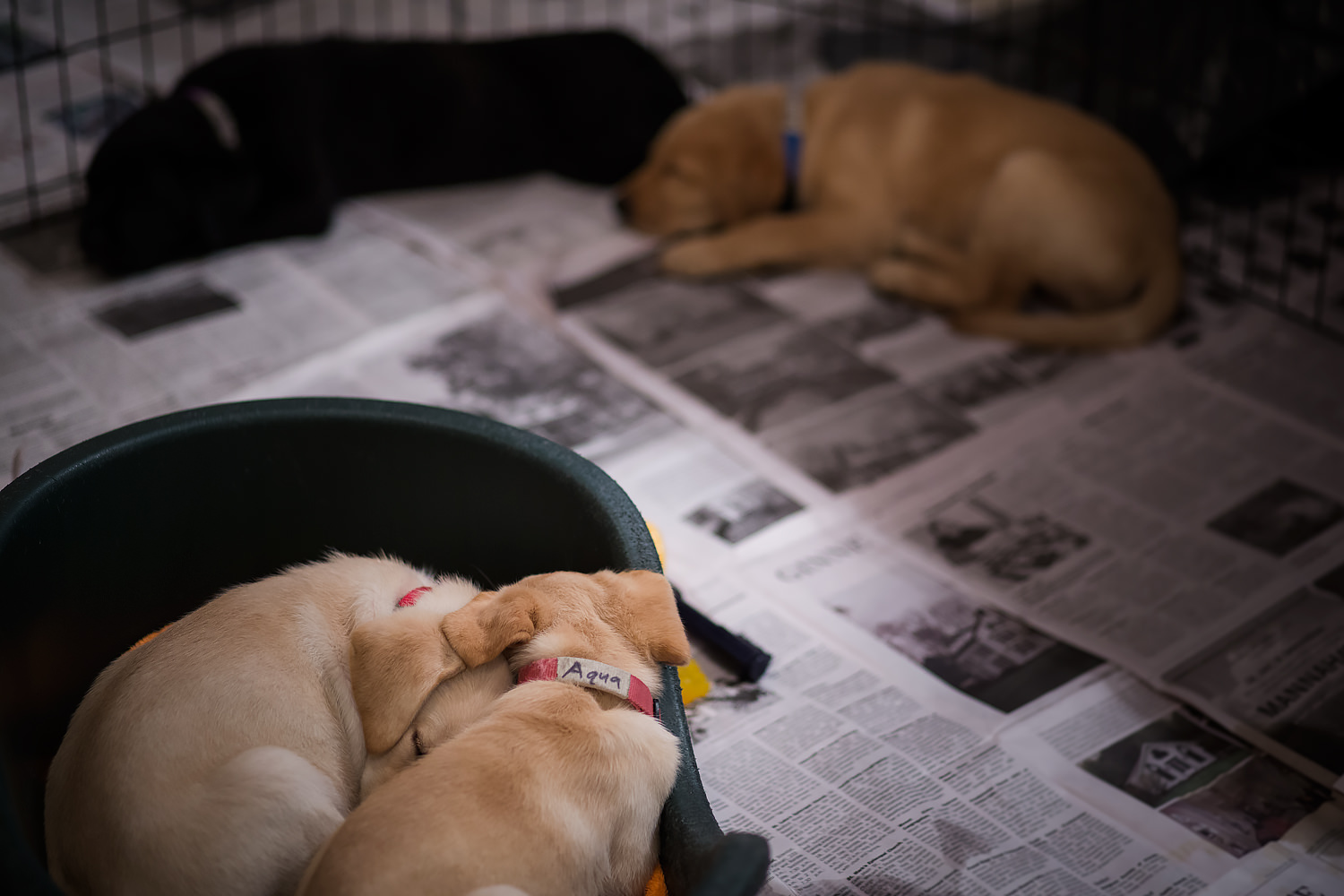 Four Guiding Eyes pups sleeping.