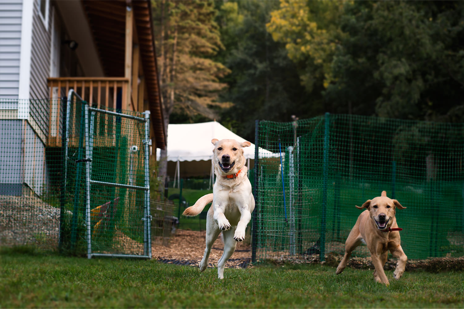 Guiding Eyes brood leaping out of chute to play area.