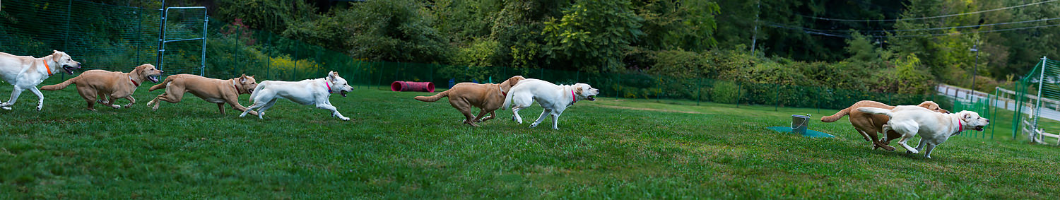 Guiding Eyes labs running.