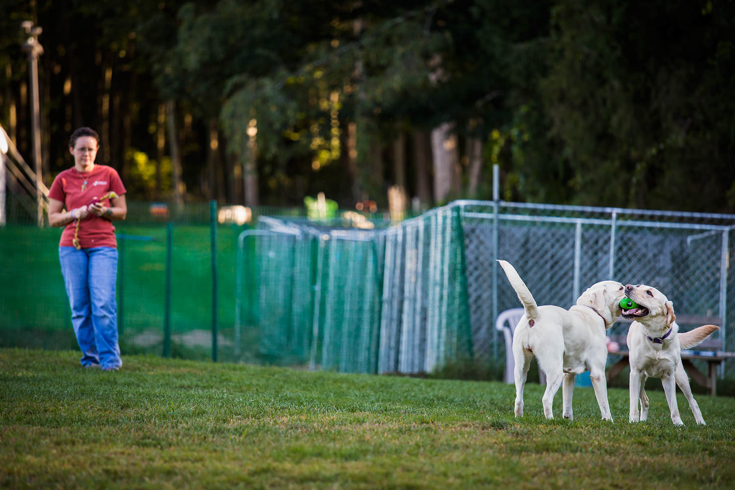 Guiding Eyes staff overseeing two yellow labs playing in the grass.