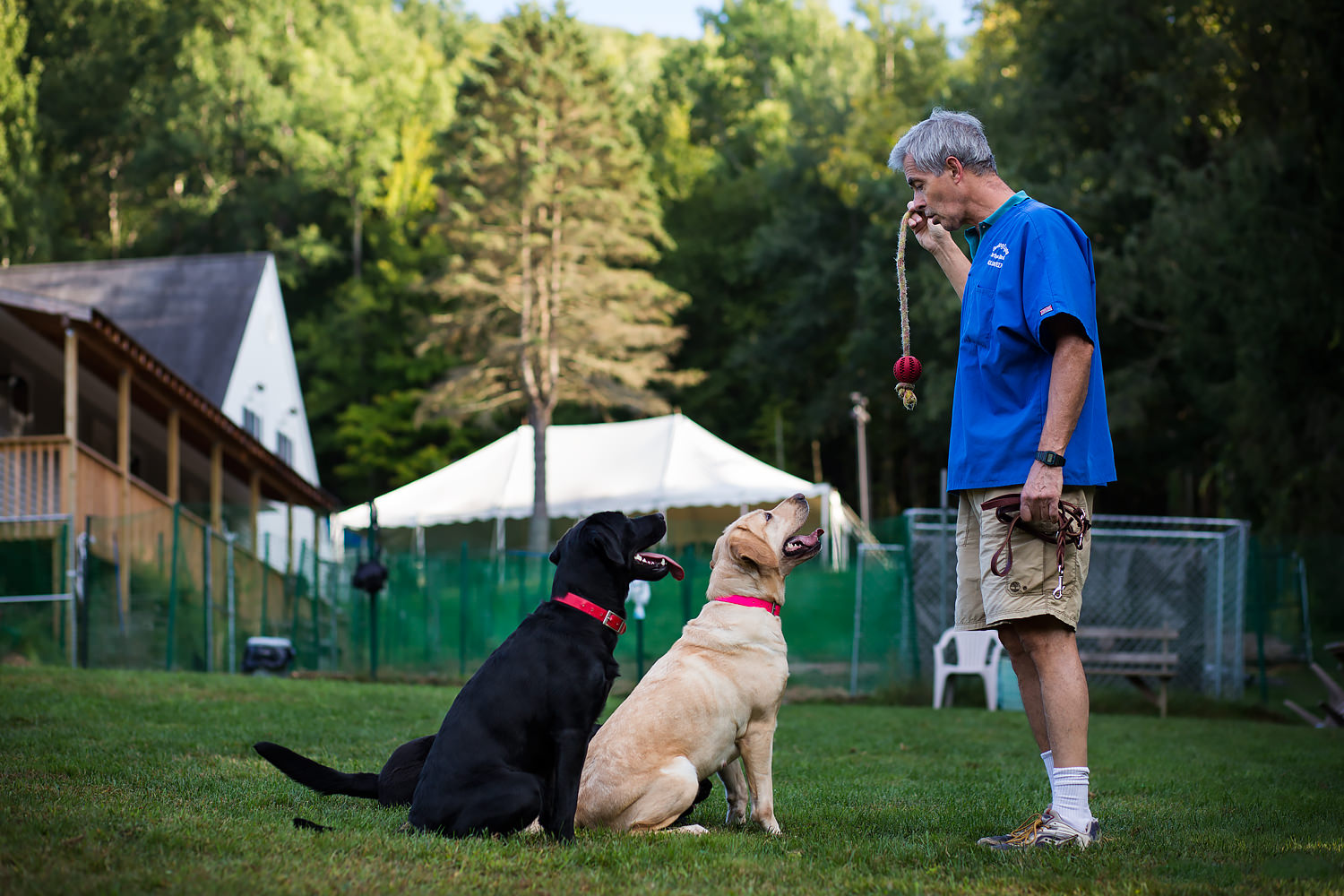 Guiding Eyes volunteer offers a toy to three dogs.