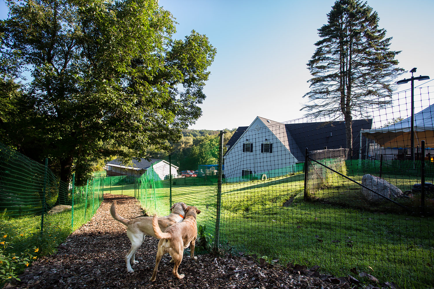 Two Guiding Eyes dogs stand overlooking the Canine Development Center.