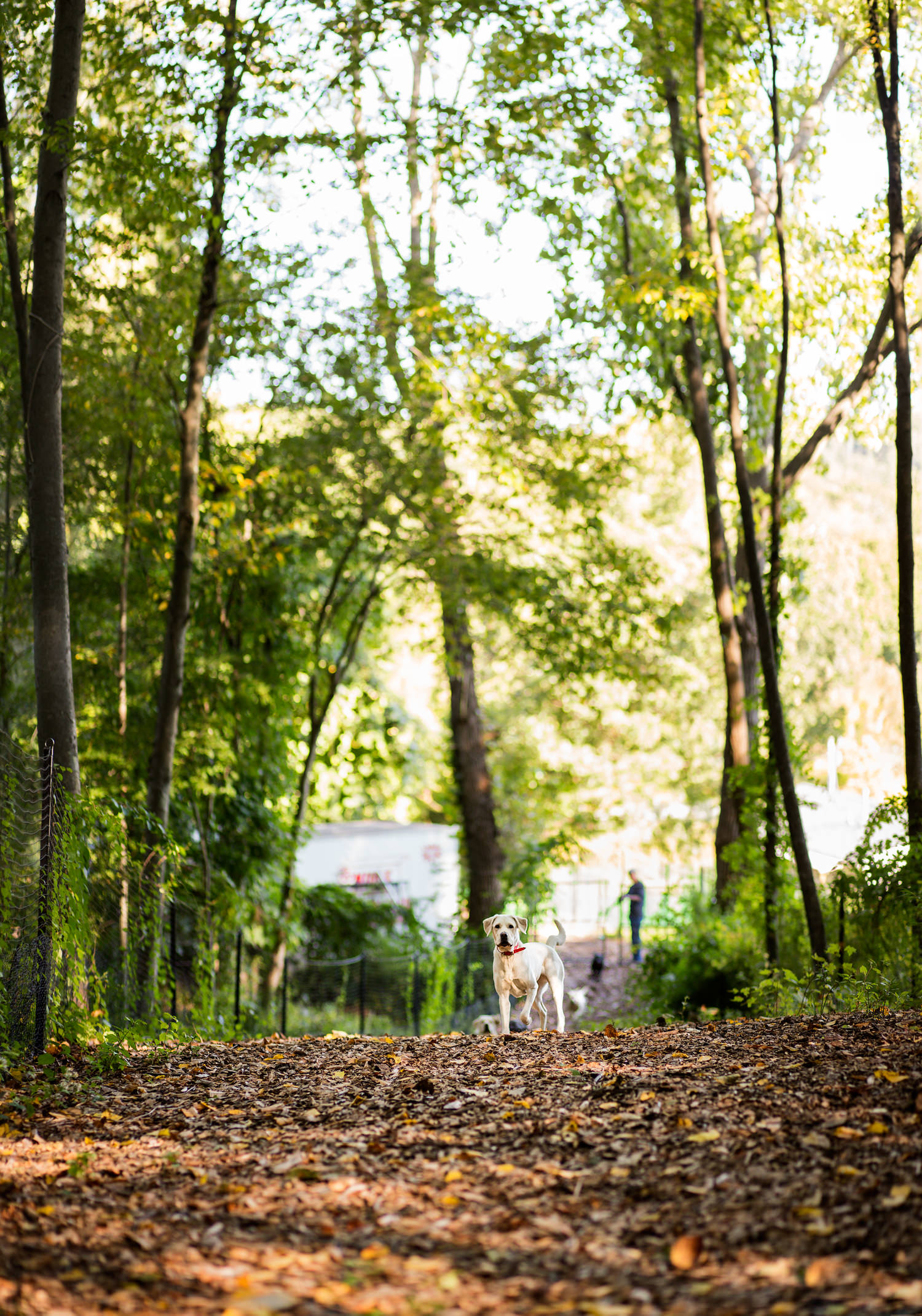 Guiding Eyes yellow lab standing on trail in woods surrounded by trees.