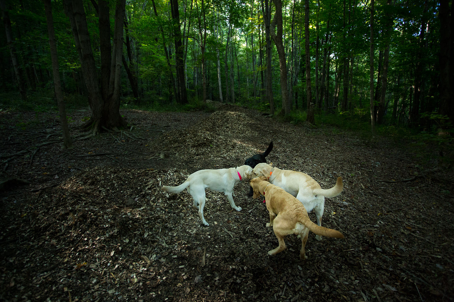 Four Guiding Eyes labs sharing a stick.