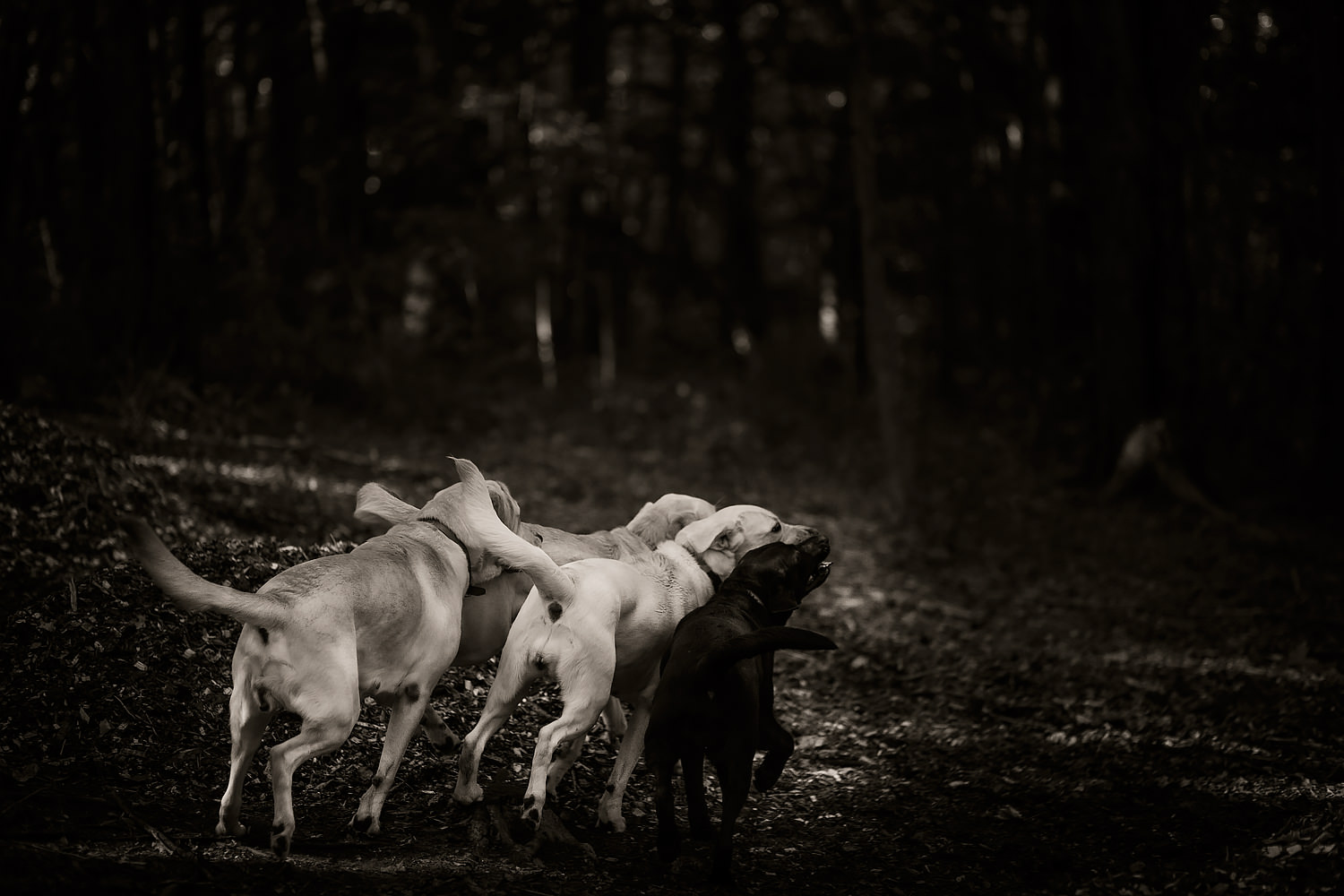 Four Guiding Eyes dogs in woods.
