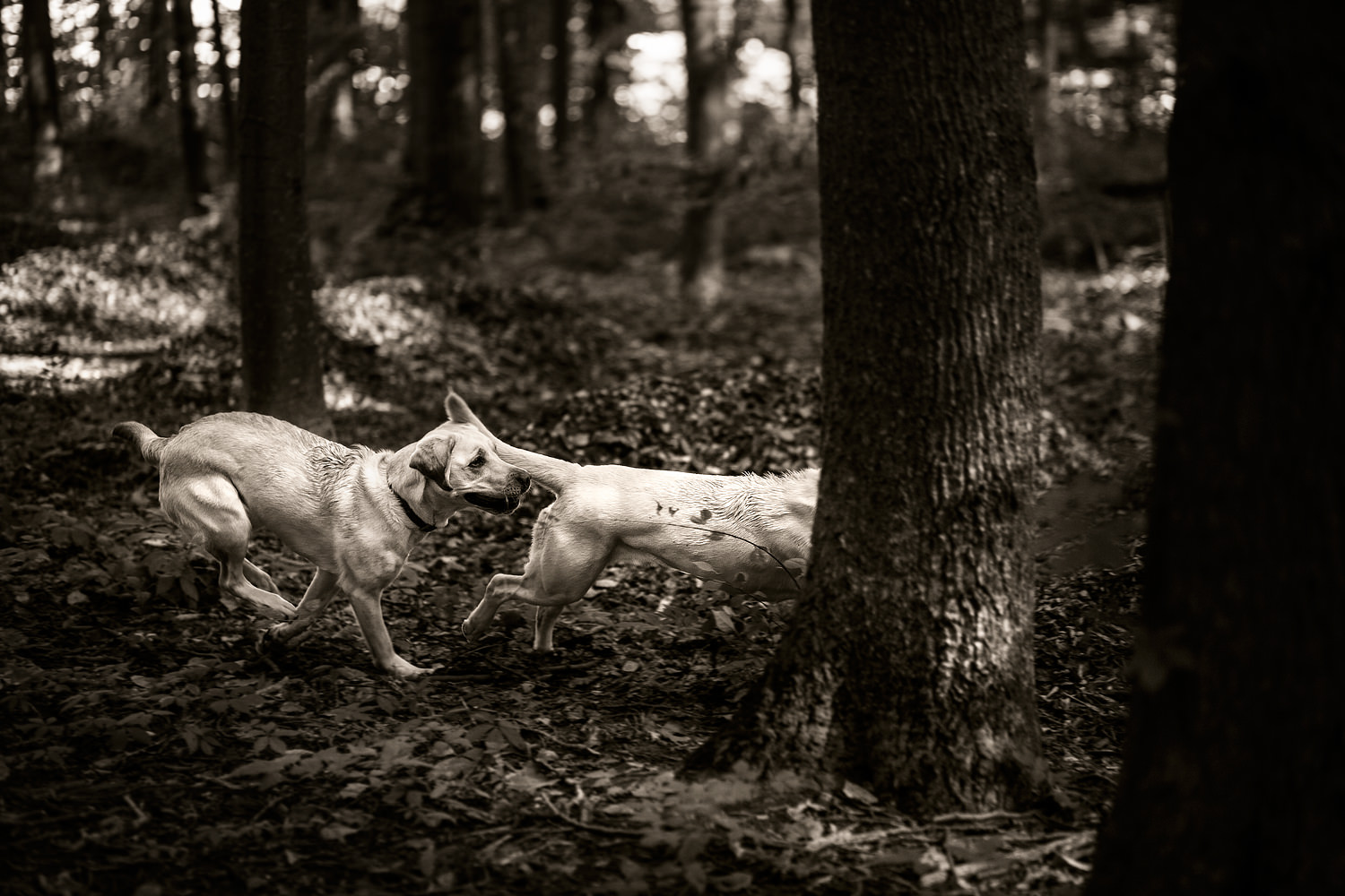 Two Guiding eyes yellow labs galloping in the woods.