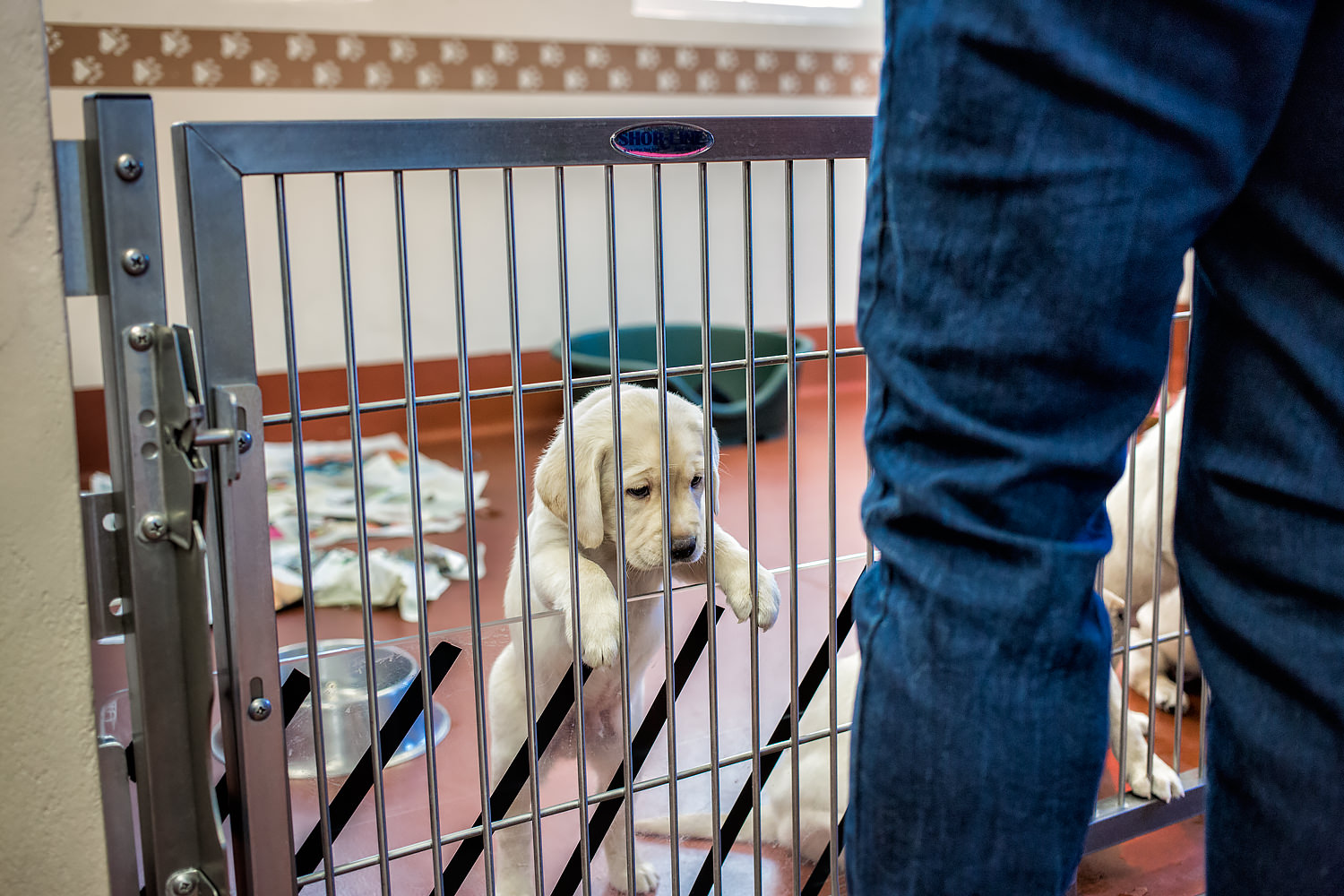 Guiding Eyes pup standing with paws up in whelping kennel during Canine Development Center tour.