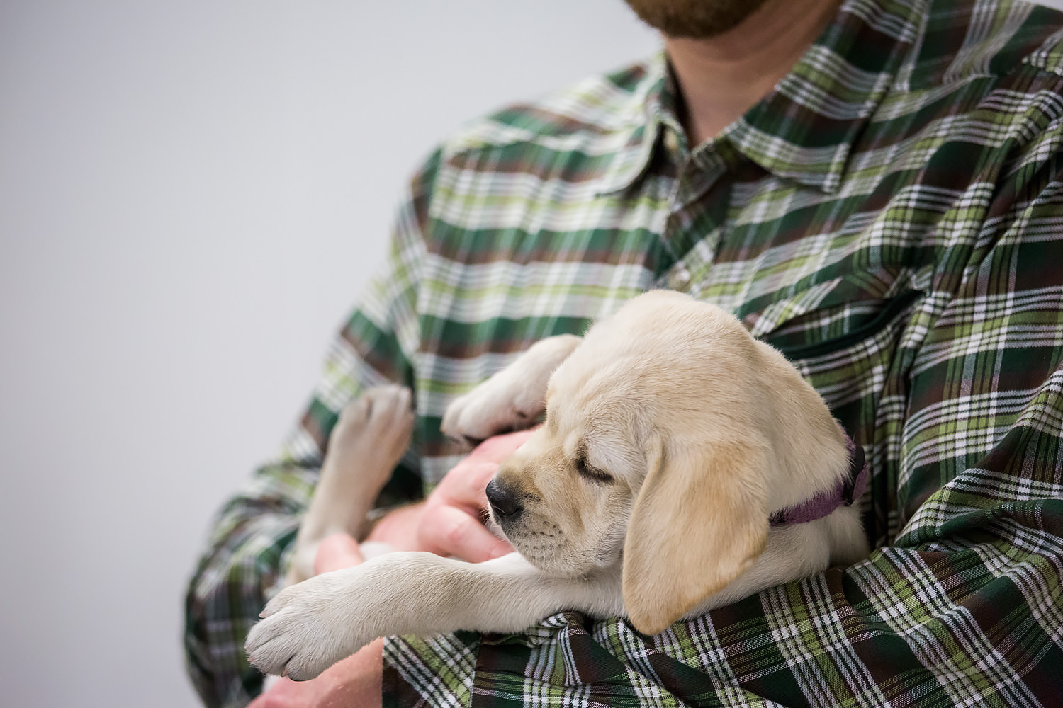 Guiding Eyes yellow lab cradled in arms.
