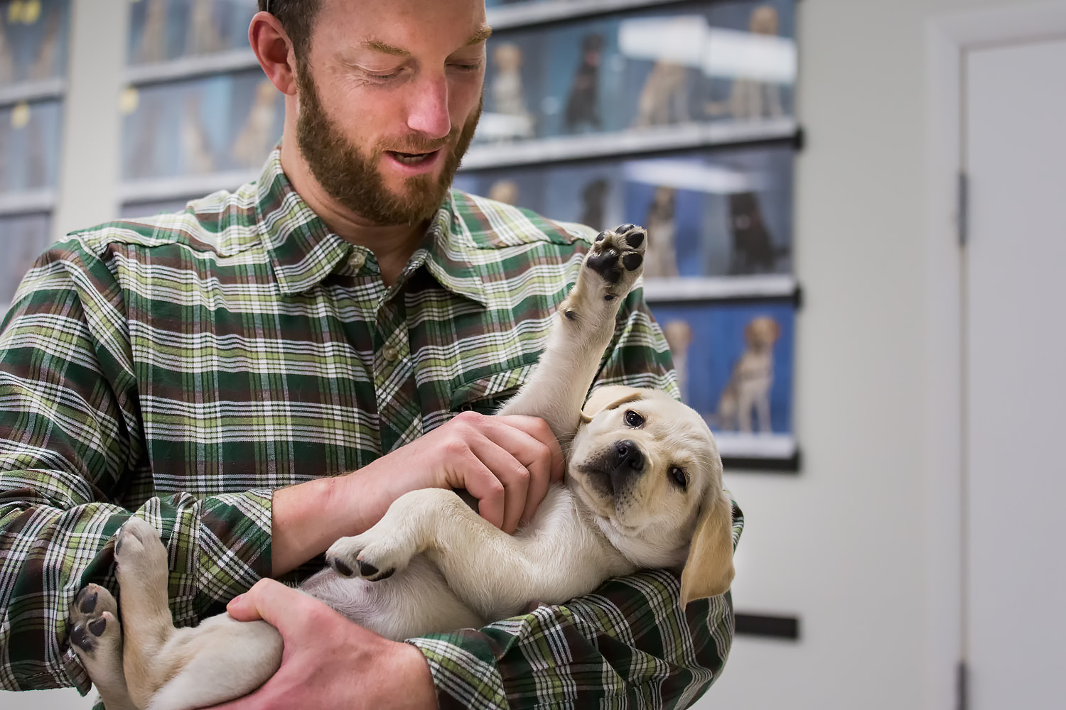 Guiding Eyes pup in arms of man holding pups paw up.