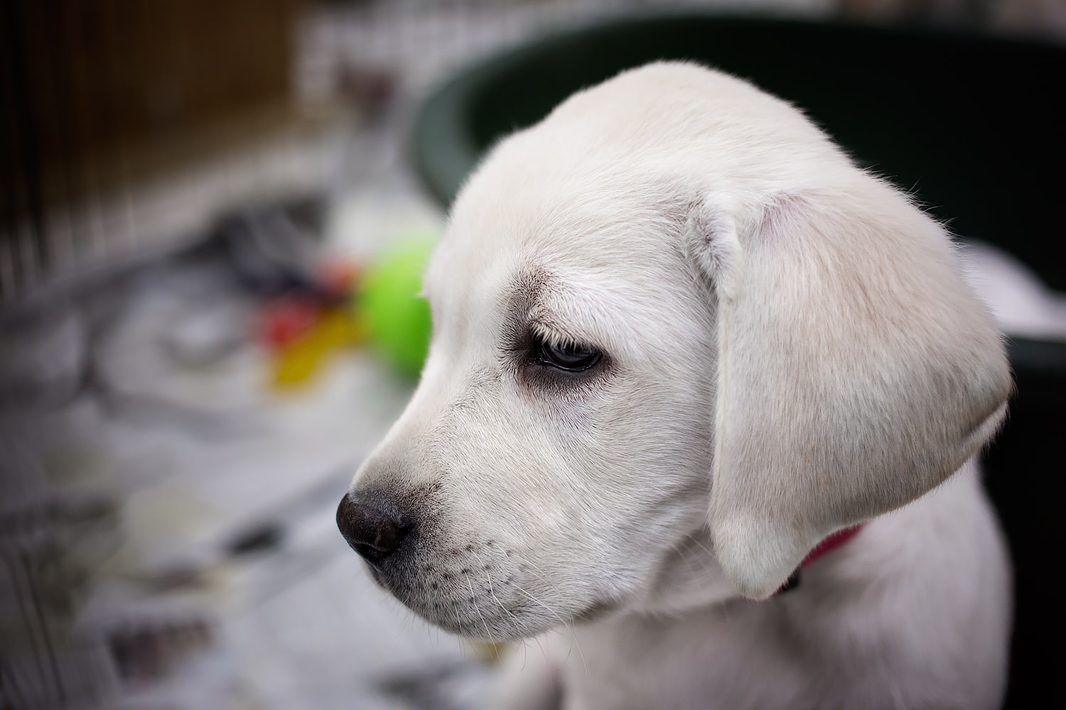 Guiding Eyes pup Sugar.