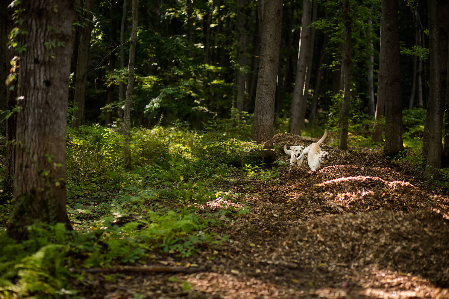 Guiding Eyes dogs run through mulch covered trails in woods.
